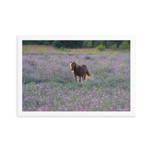 Load image into Gallery viewer, IN PURPLE FIELDS - Framed Poster