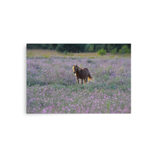 Load image into Gallery viewer, IN PURPLE FIELDS - Unframed Poster