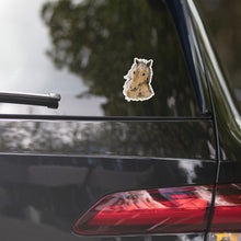 Load image into Gallery viewer, FILLY - Young Horse Stickers