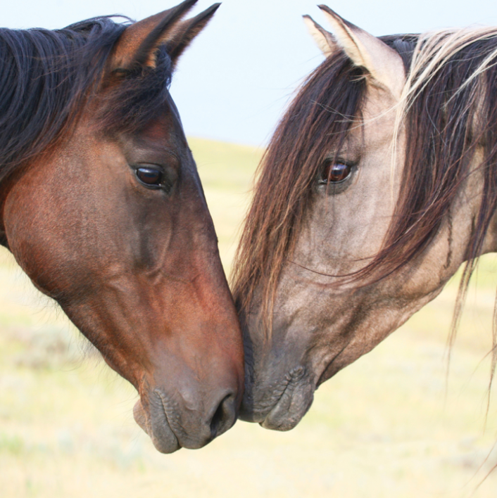 Art For Your Walls – Wild Horse Love