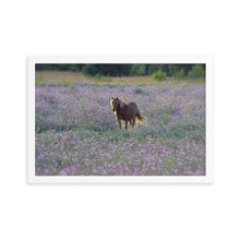 Load image into Gallery viewer, IN PURPLE FIELDS - Framed Poster
