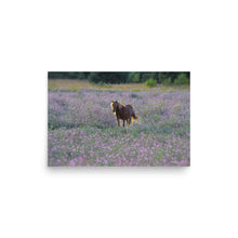 Load image into Gallery viewer, IN PURPLE FIELDS - Unframed Poster
