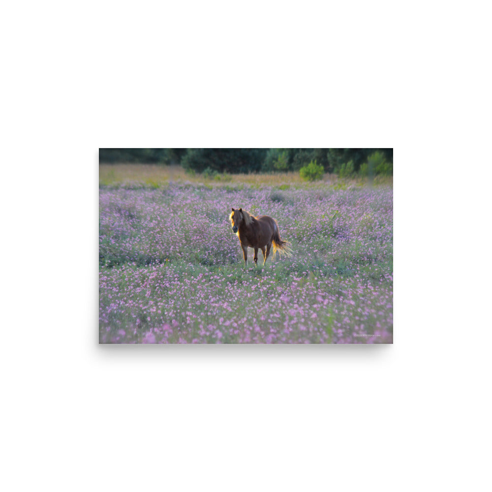 IN PURPLE FIELDS - Unframed Poster